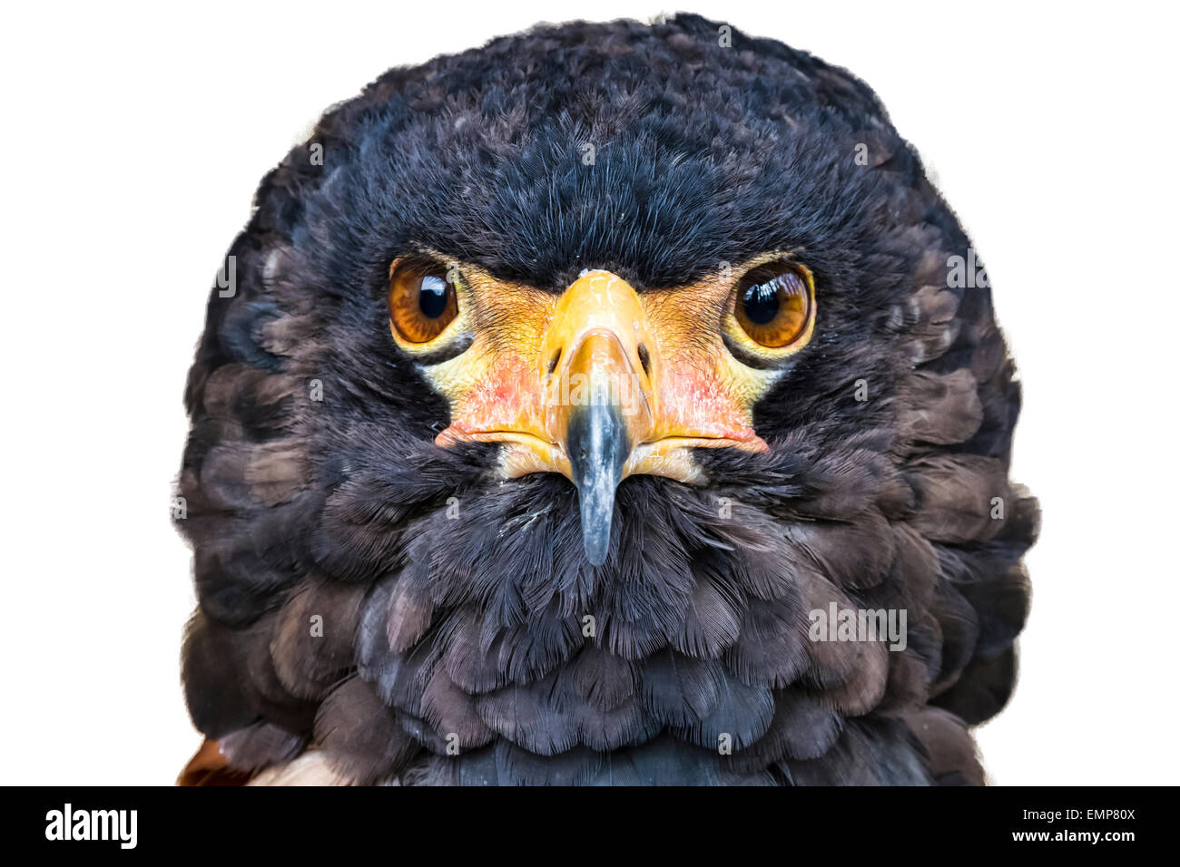 Close up ritratto della testa di un bateleur eagle con la sua faccia di piume visualizzati. Profilo testa contro uno sfondo bianco Foto Stock