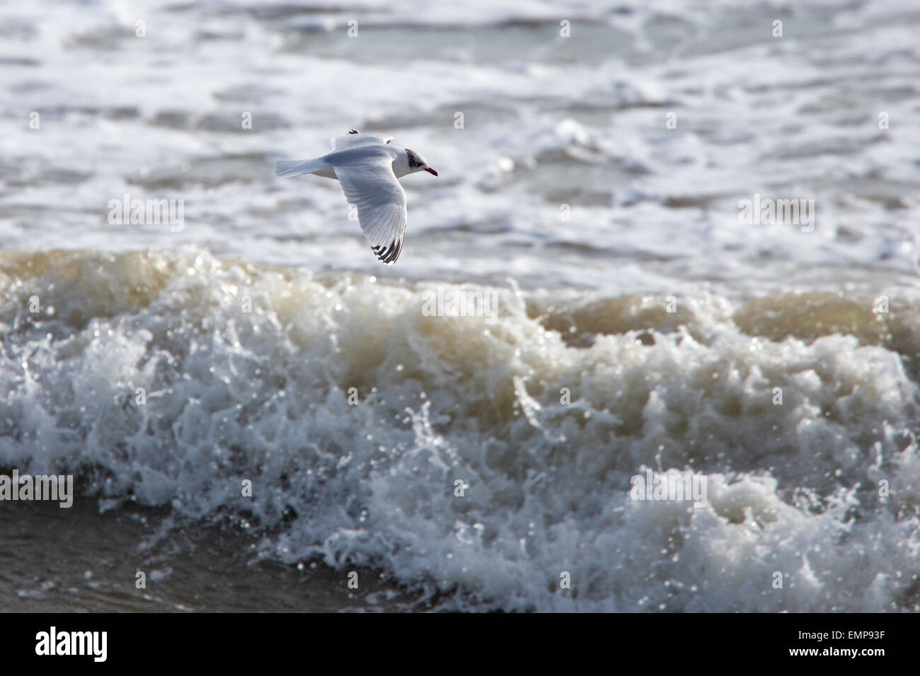 Gabbiano mediterraneo, un secondo inverno volando a bassa quota sopra le onde del mare, Marazion, Cornwall, Inghilterra, Regno Unito. Foto Stock