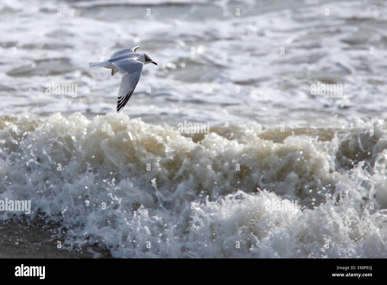 Gabbiano mediterraneo, un secondo inverno volando a bassa quota sopra le onde del mare, Marazion, Cornwall, Inghilterra, Regno Unito. Foto Stock