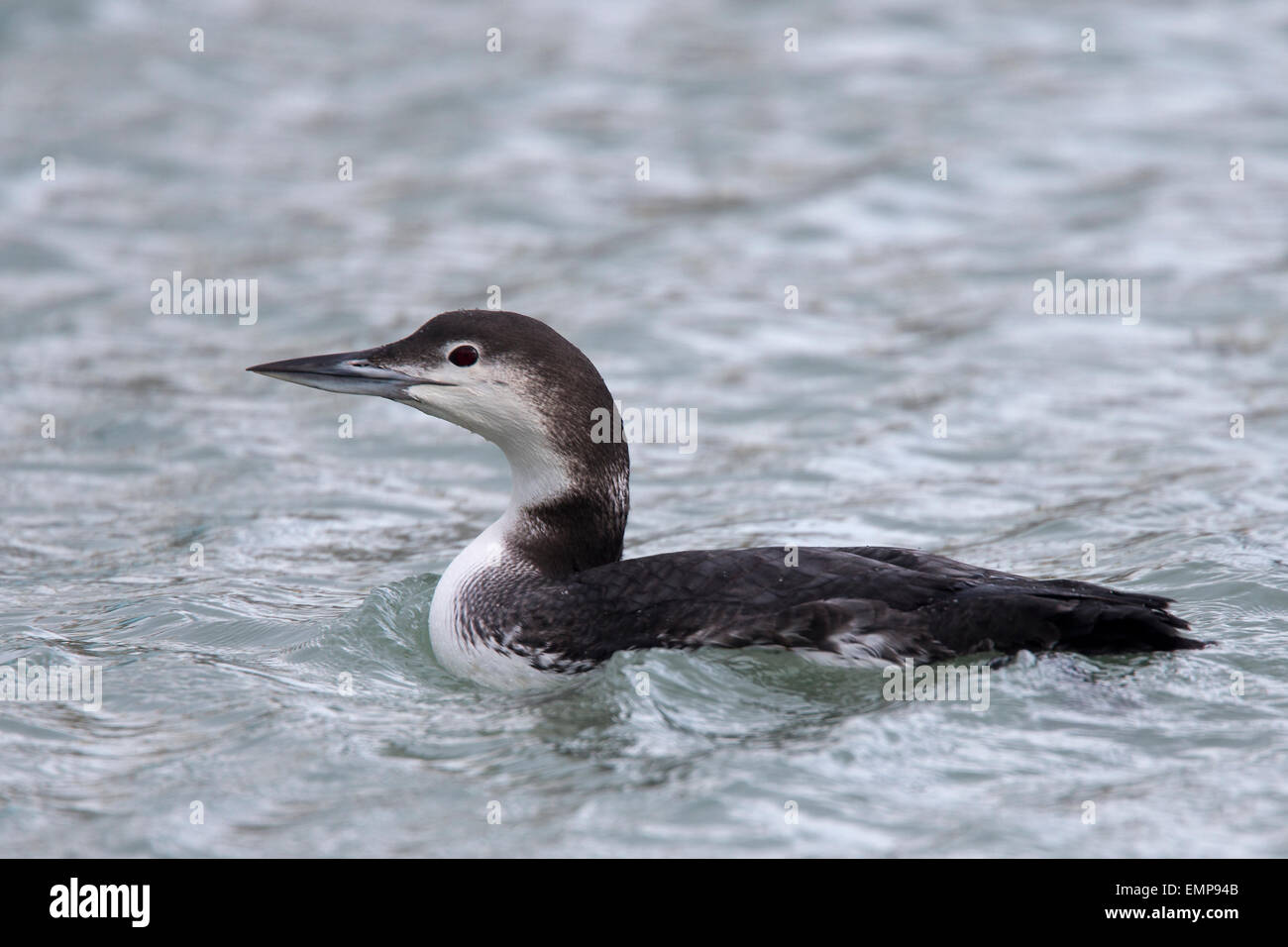 Great Northern Diver, adulto in livrea invernale, Porto di Newlyn, Cornwall, Inghilterra, Regno Unito. Foto Stock