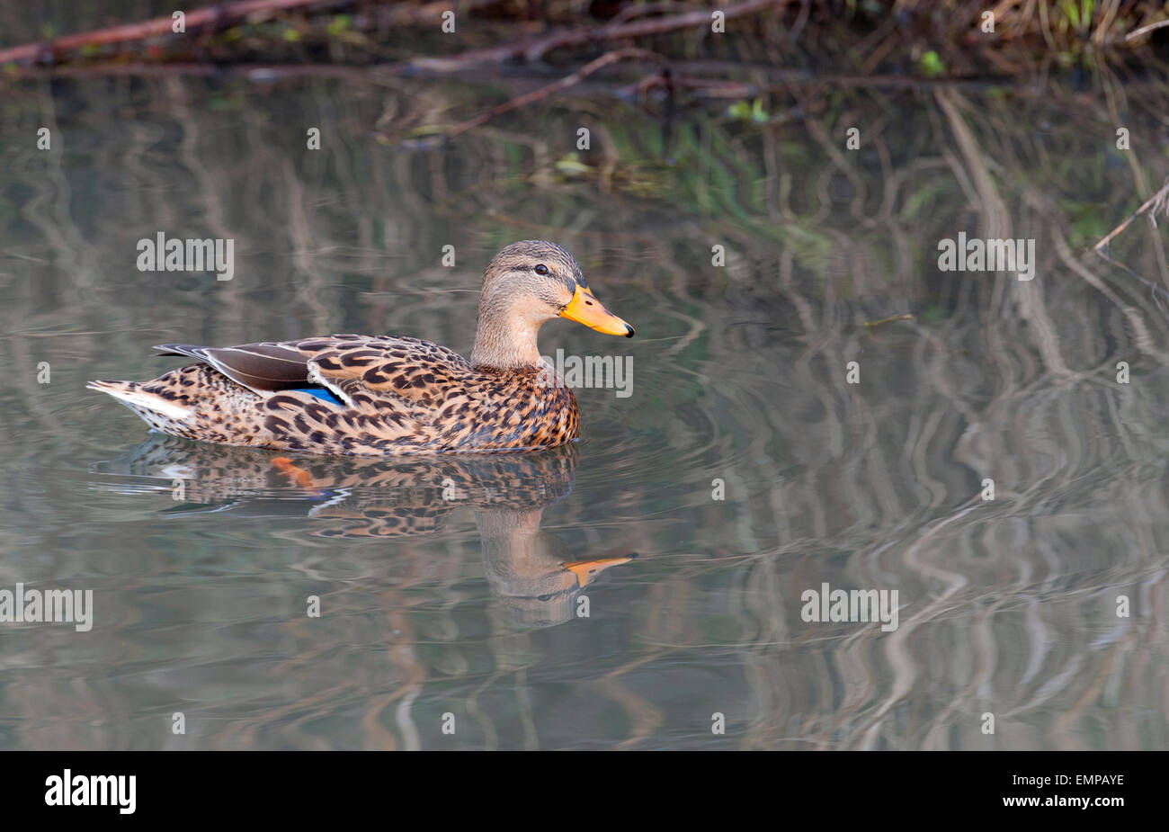 Femmina il germano reale Anas platyrhynchos Foto Stock
