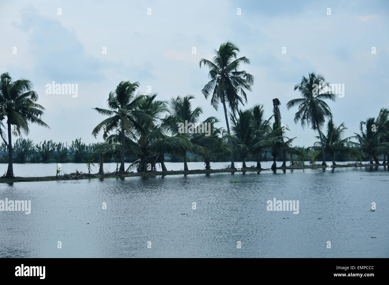 Alberi di noce di cocco in acqua. Foto Stock