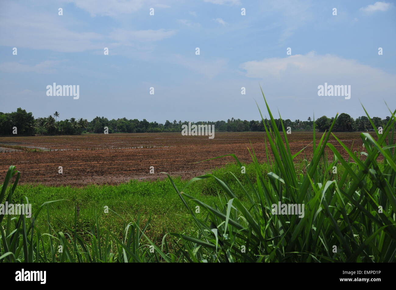 Preparato di terra per l'agricoltura. Foto Stock
