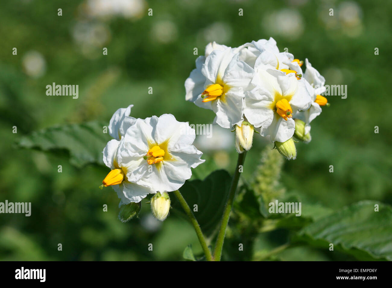 Pianta di patata (Solanum tuberosum), fioritura, Turingia, Germania Foto Stock