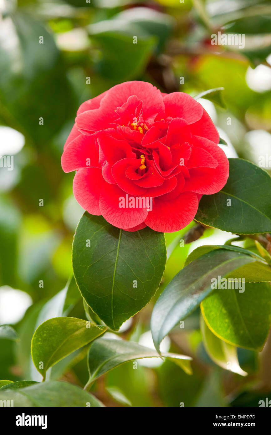 Japanese Camellia (Camellia japonica), fiori e foglie, Germania Foto Stock