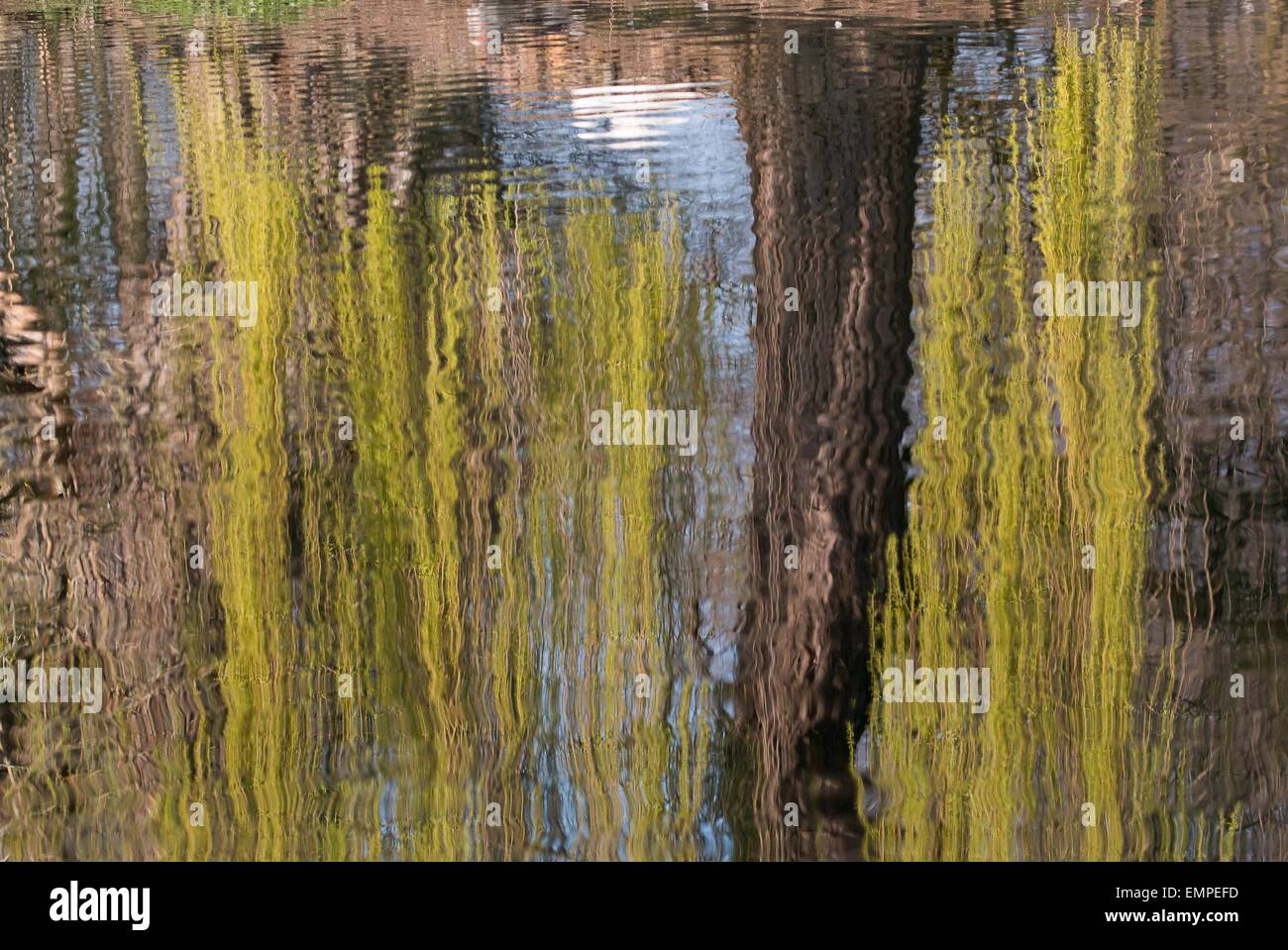 Riflesso nell'acqua di un salice piangente tree (Salix babylonica), Hesse, Germania Foto Stock