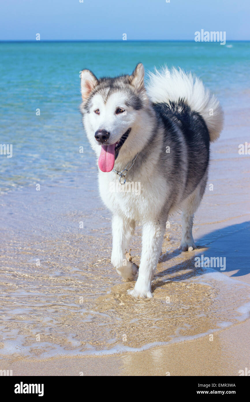Husky cucciolo di cane acqua di mare ocean beach litorale di sabbia di Costa a piedi all'aperto Foto Stock