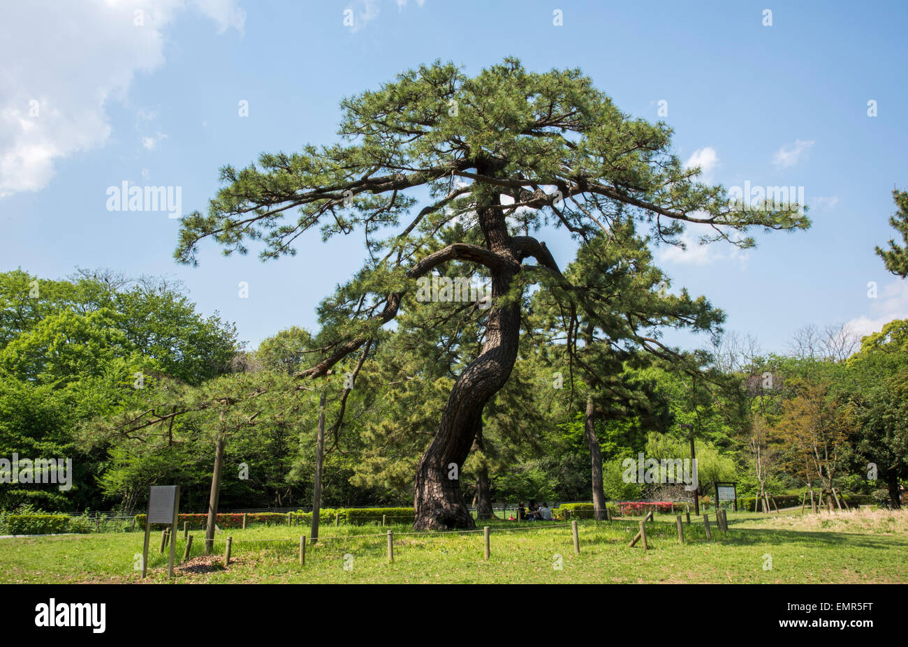 Pino di truppe imperiali Riesame,Yoyogi Park,Shibuya, Tokyo, Giappone Foto Stock