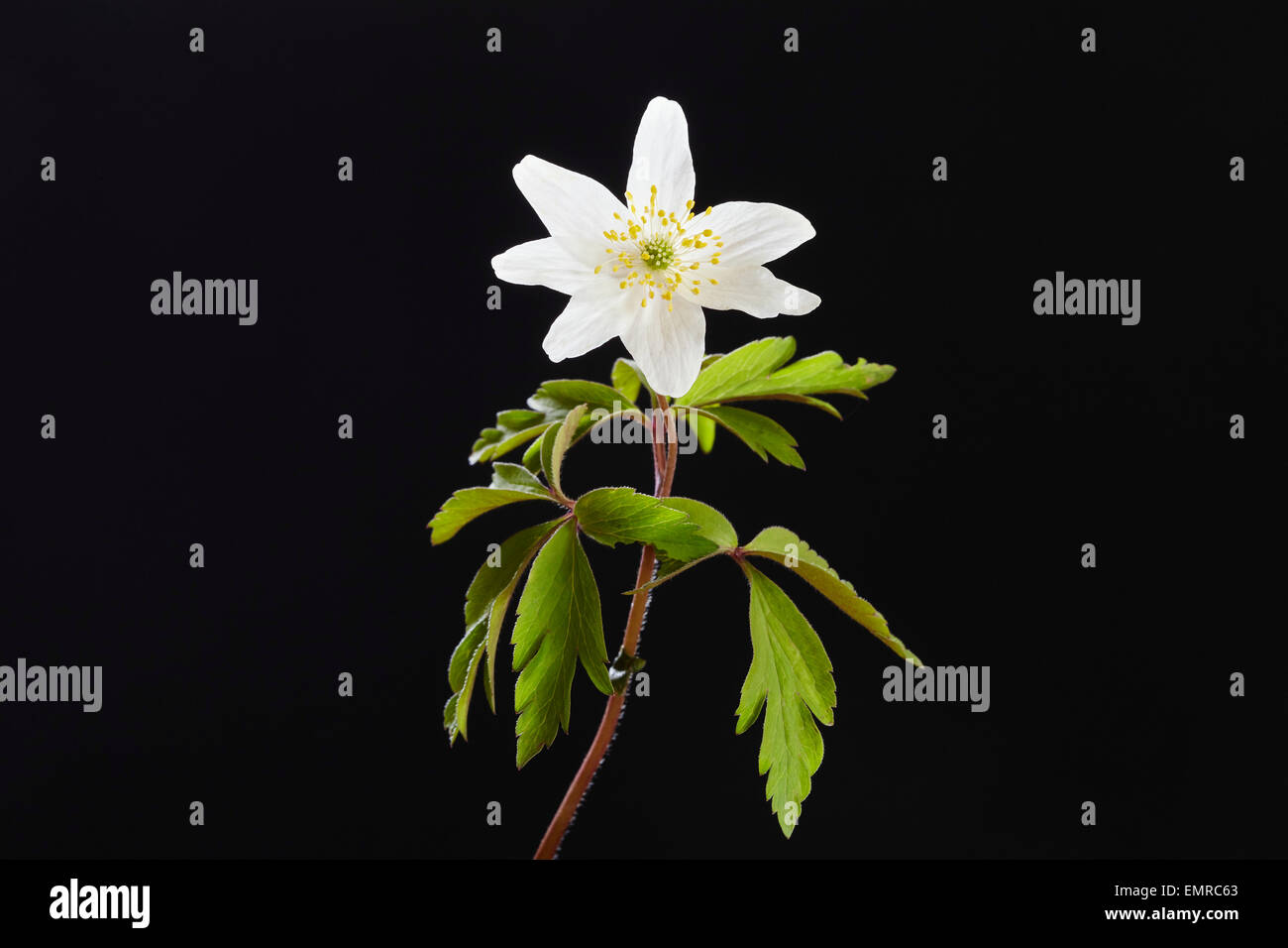 Anemone nemorosa , che mostra di fiori e foglie di stelo contro uno sfondo nero, Foto Stock