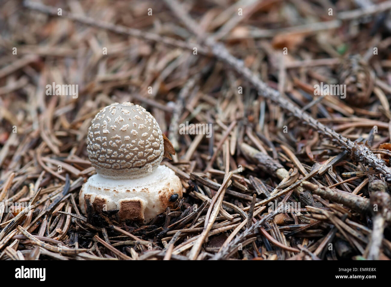 Mushroom - blusher - fungo velenoso Foto Stock