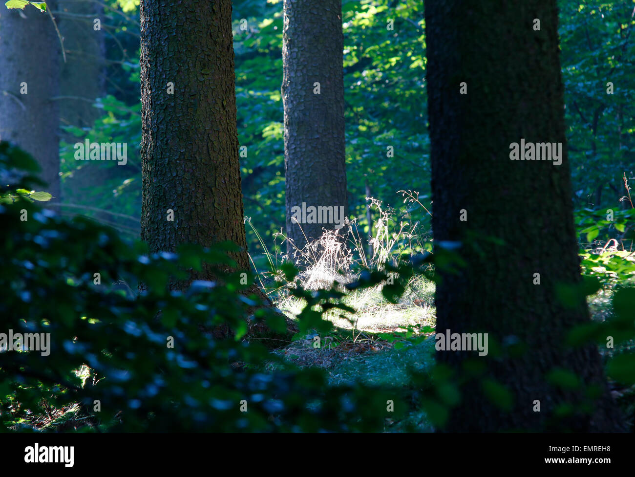 Posto tranquillo e pacifico nella foresta Foto Stock