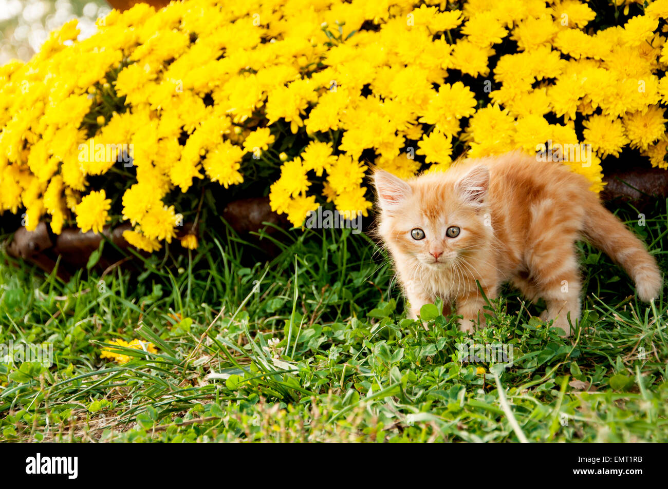 Scaredy cat giallo mamme Foto Stock