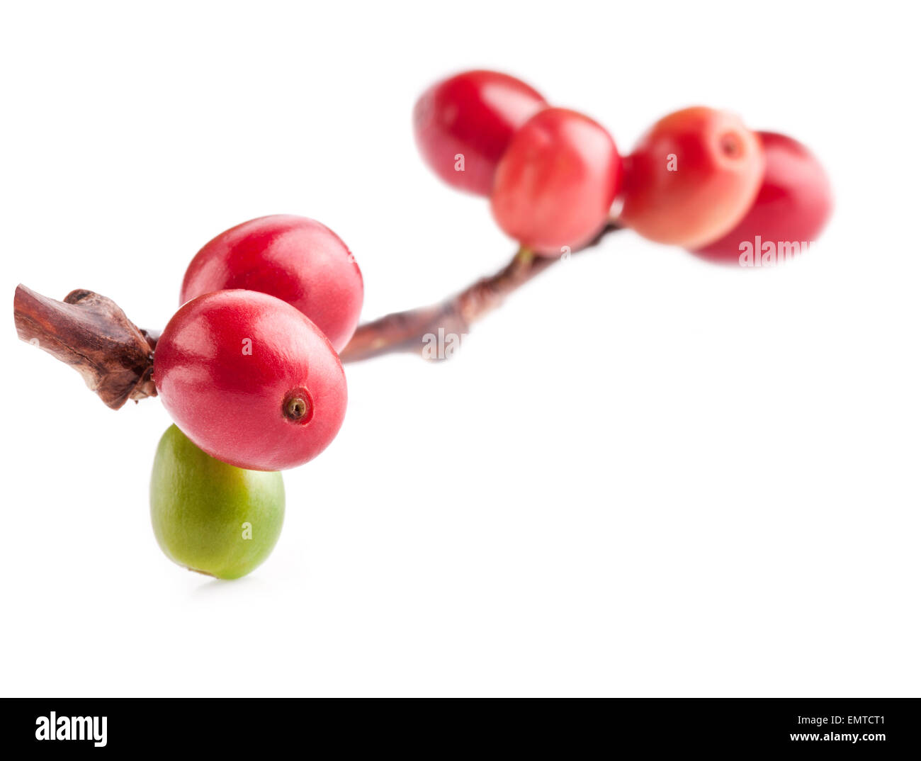 Red i chicchi di caffè sul ramo di albero di caffè, mature e frutti immaturi isolati su sfondo bianco Foto Stock