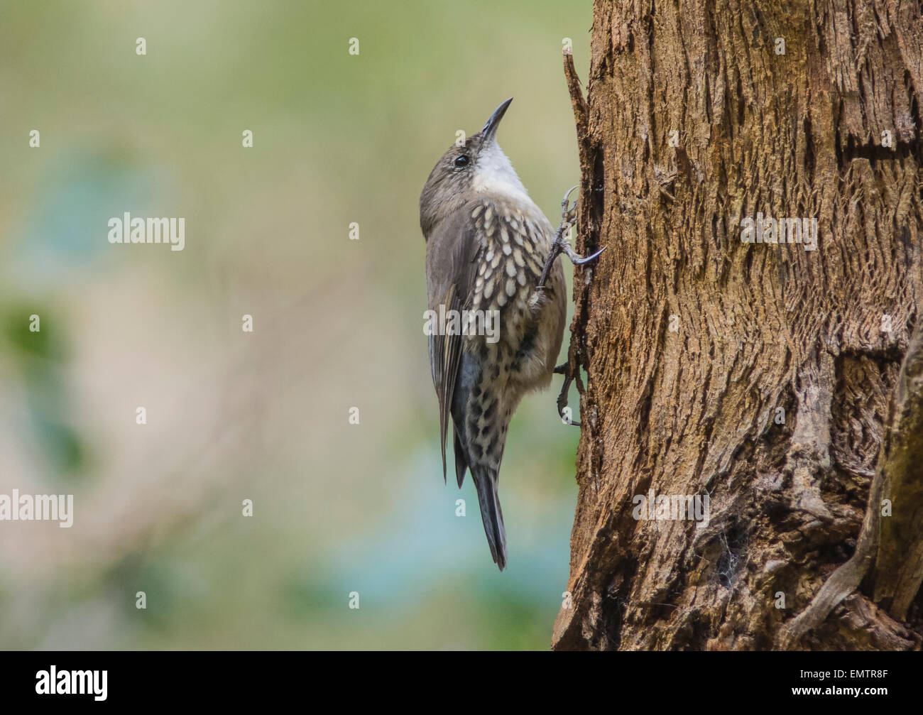 Bianco-throated rampichino alpestre Foto Stock