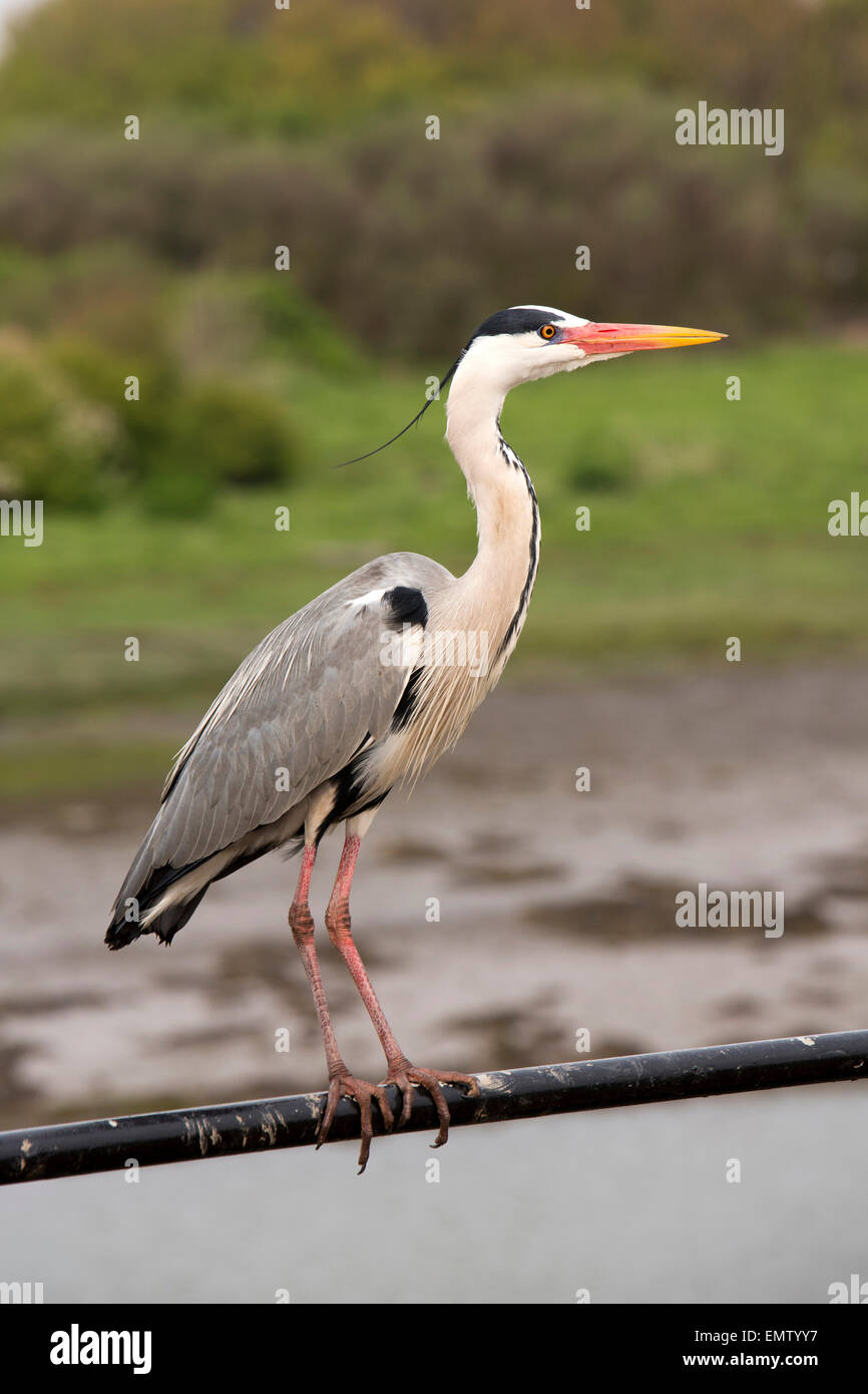 Regno Unito, Cumbria, Workington, Quay, airone blu (Ardea erodiade) appollaiato sulla ringhiera Foto Stock