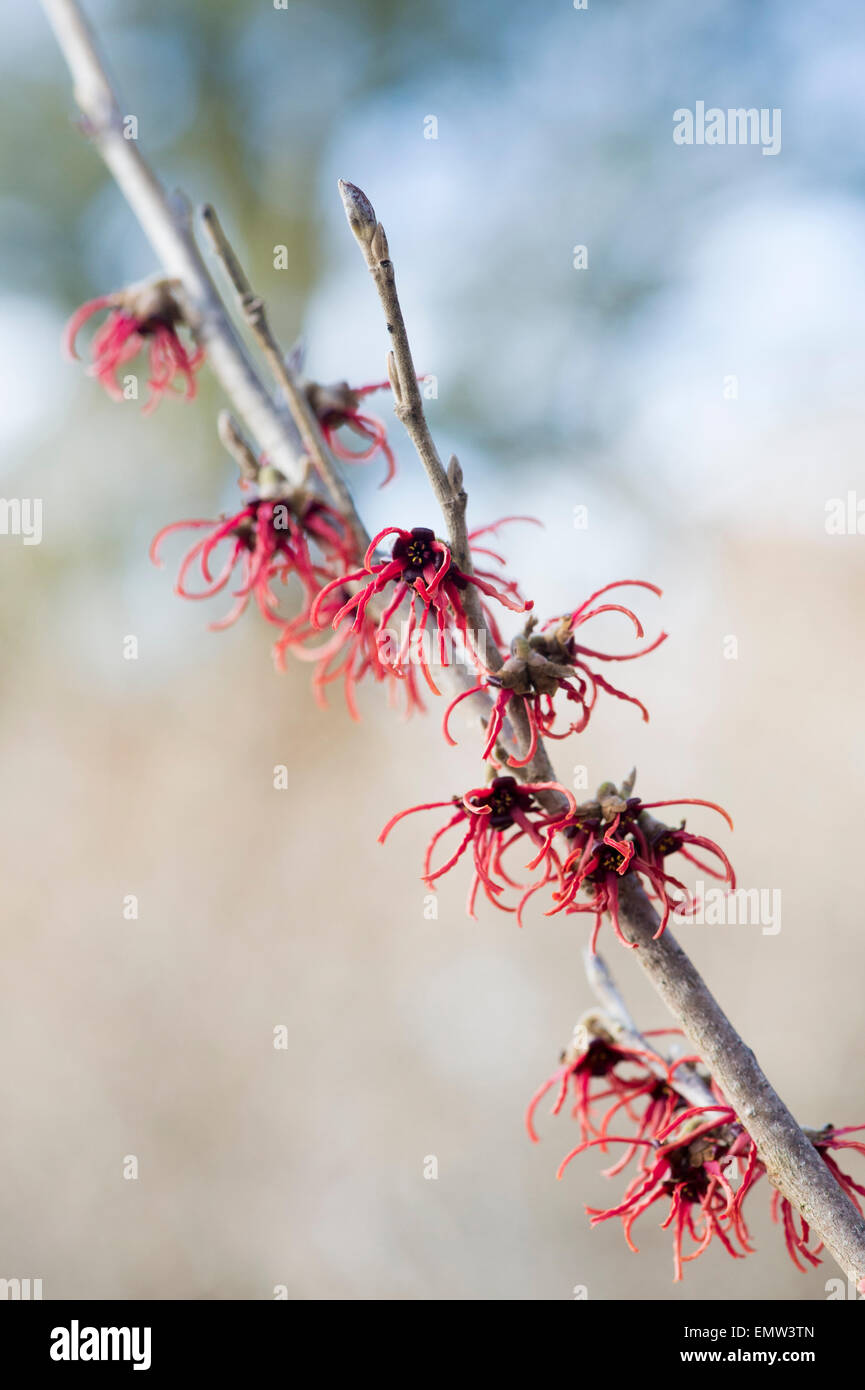 Hamamelis x intermedia rubin. Amamelide 'rubin' fioritura in inverno. Regno Unito Foto Stock
