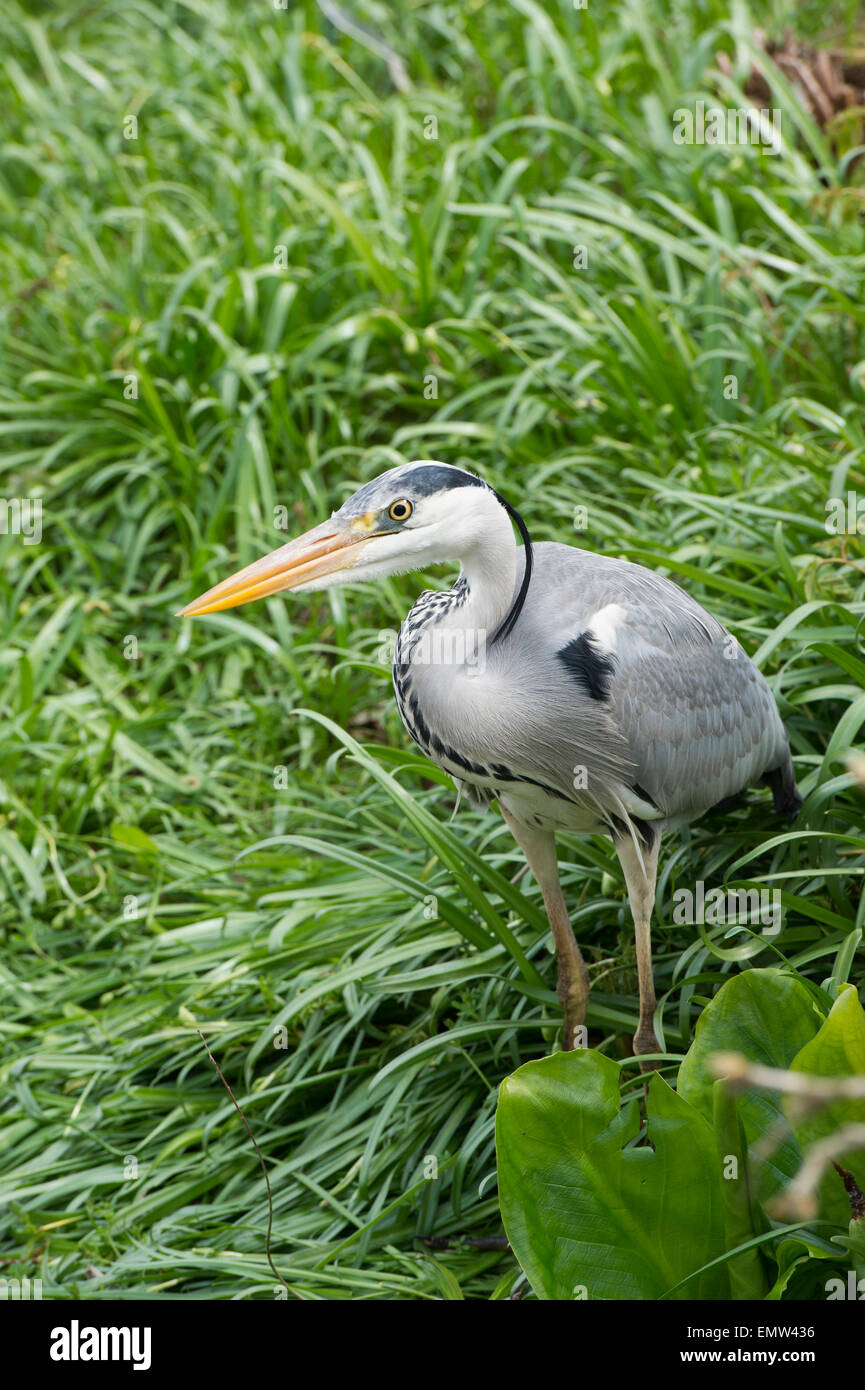 Ardea cinerea. Airone cenerino in piedi vicino al bordo di un lago in un giardino inglese. Regno Unito Foto Stock