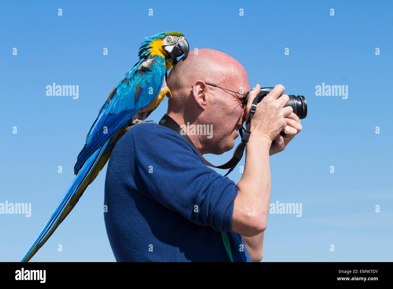 Whitby, North Yorkshire, Regno Unito. 23 Aprile, 2015. Regno Unito Meteo: l uomo e il pet Macaw godendo gloriosa meteo giovedì a Whitby dove migliaia di Goti, Steampunks, Metalers... sono attesi per il famoso Whitby Goth festival. (23 - 26 Aprile) Foto Stock