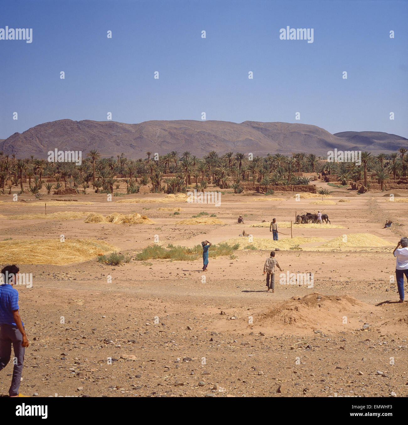 Marokko, Atlas, Bauer beim Dreschen mit Eseln Foto Stock