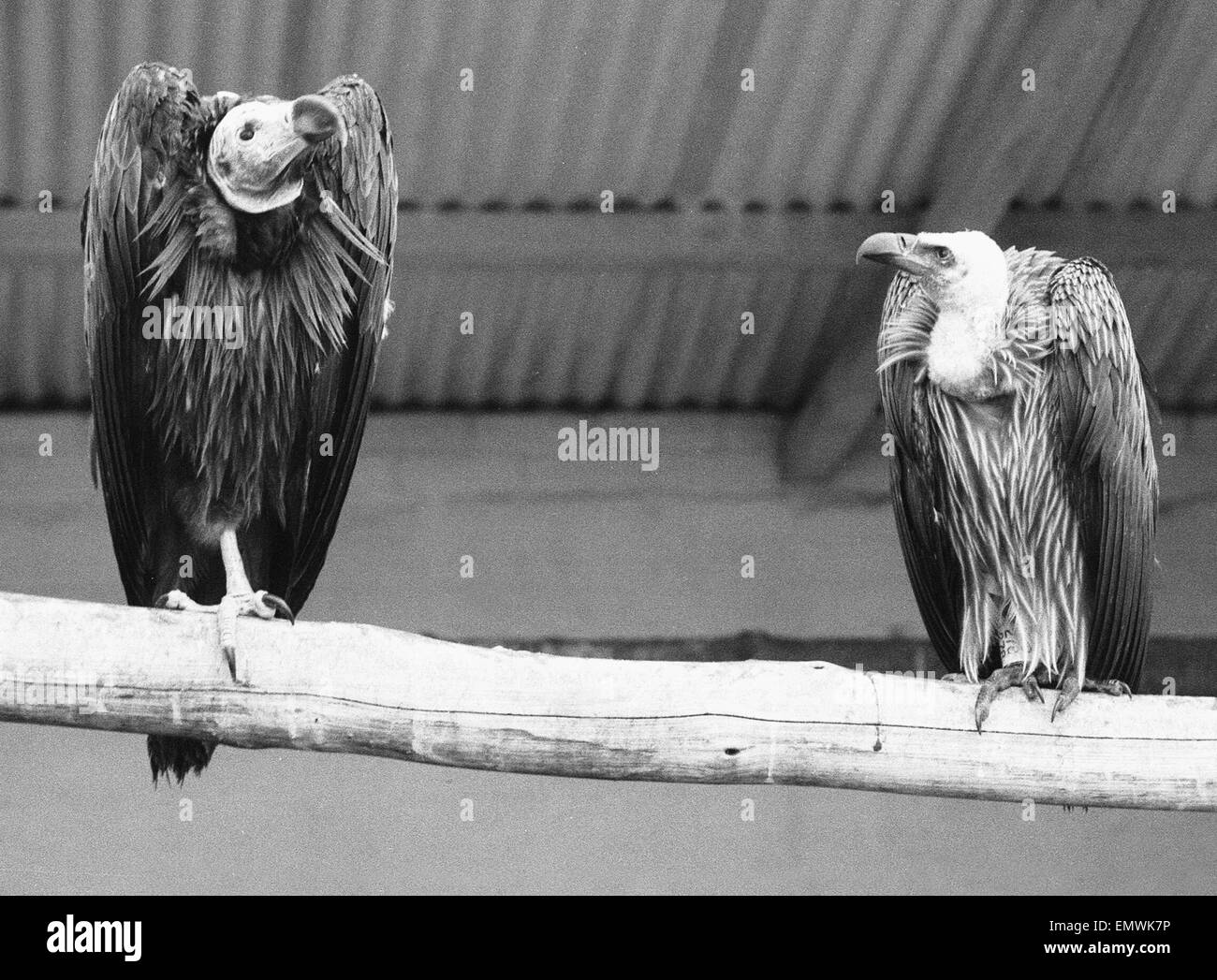 Stufi e lontano da casa, questi due avvoltoi express ognuna viste del clima britannico, sulla sinistra si trova una Northern socievole Vulture e sulla destra un avvoltoio grifone . Il 28 Dicembre 1970 Foto Stock