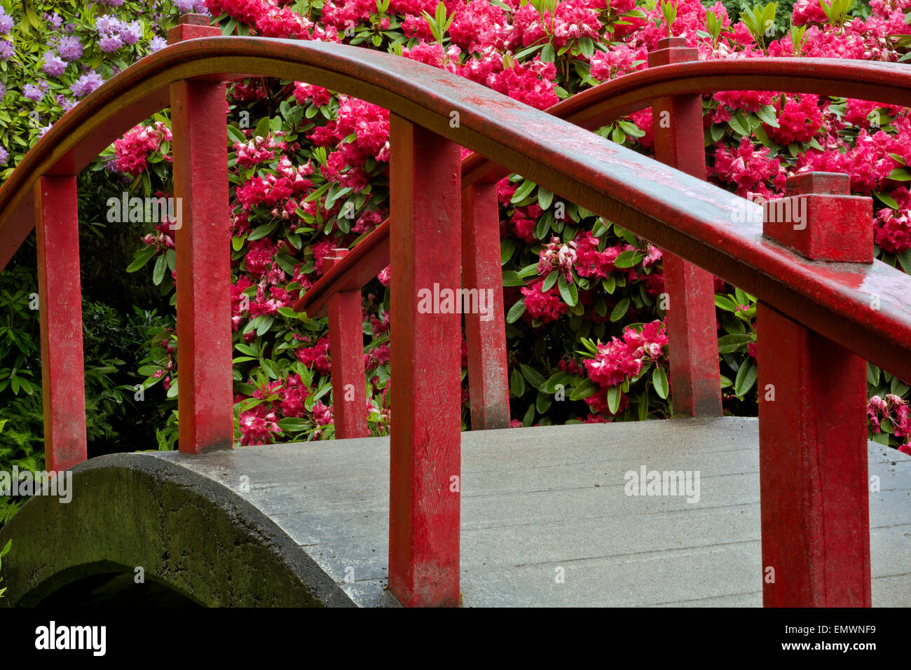 WA10418-00...WASHINGTON - Luna Ponte Circondato da colorati rododendri a Seattle Giardino Kubota. Foto Stock