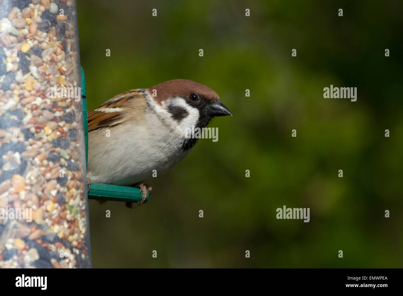 Tree Sparrow su alimentatore di sementi Foto Stock