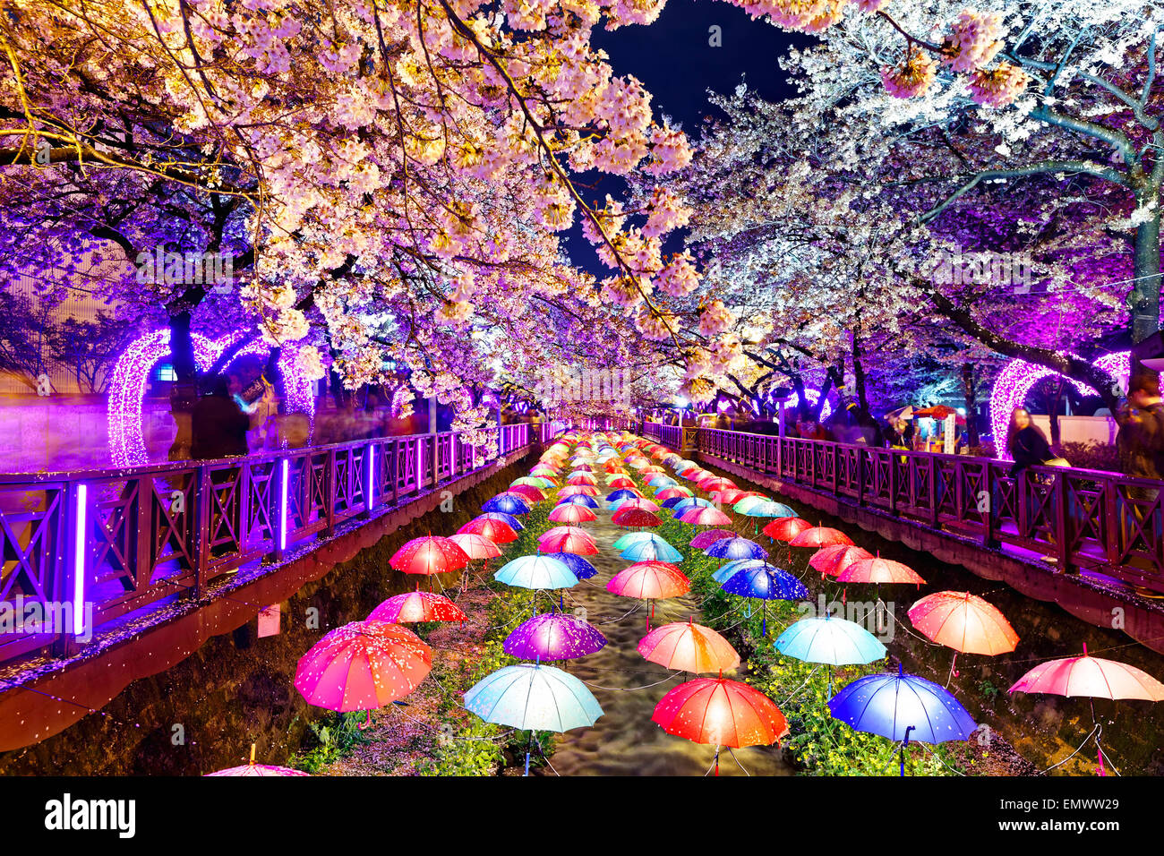 Di notte fiori ciliegio, città di Busan in Corea del Sud Foto Stock