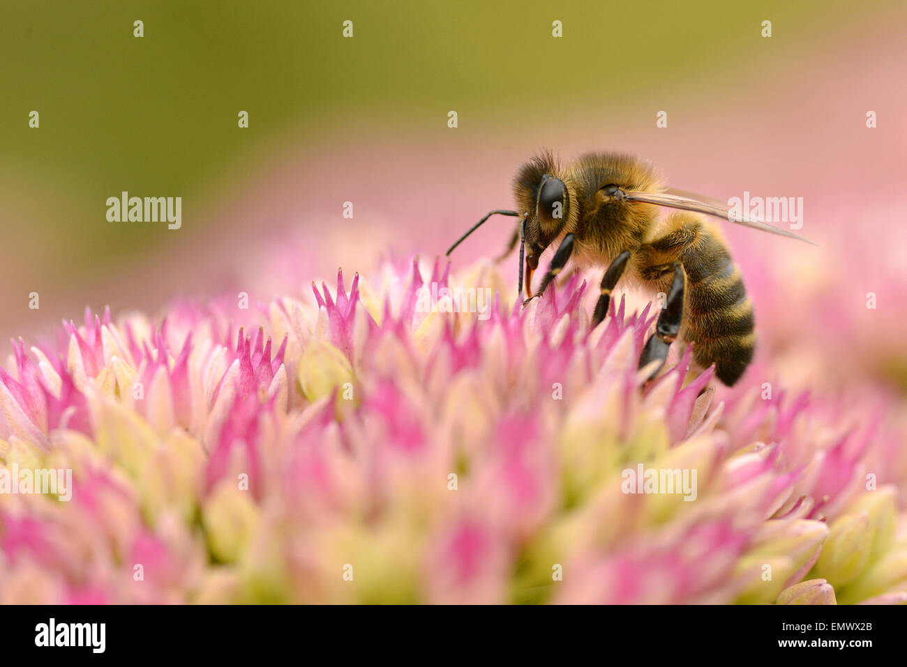 Macro di miele delle api (Apis) alimentazione sul fiore sedum visto di profilo Foto Stock