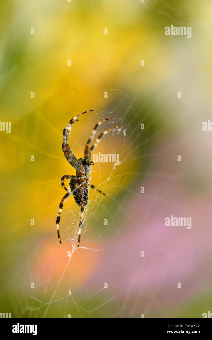 Primo piano della croce spider (Araneus diadematus) sulla sua ragnatela Foto Stock