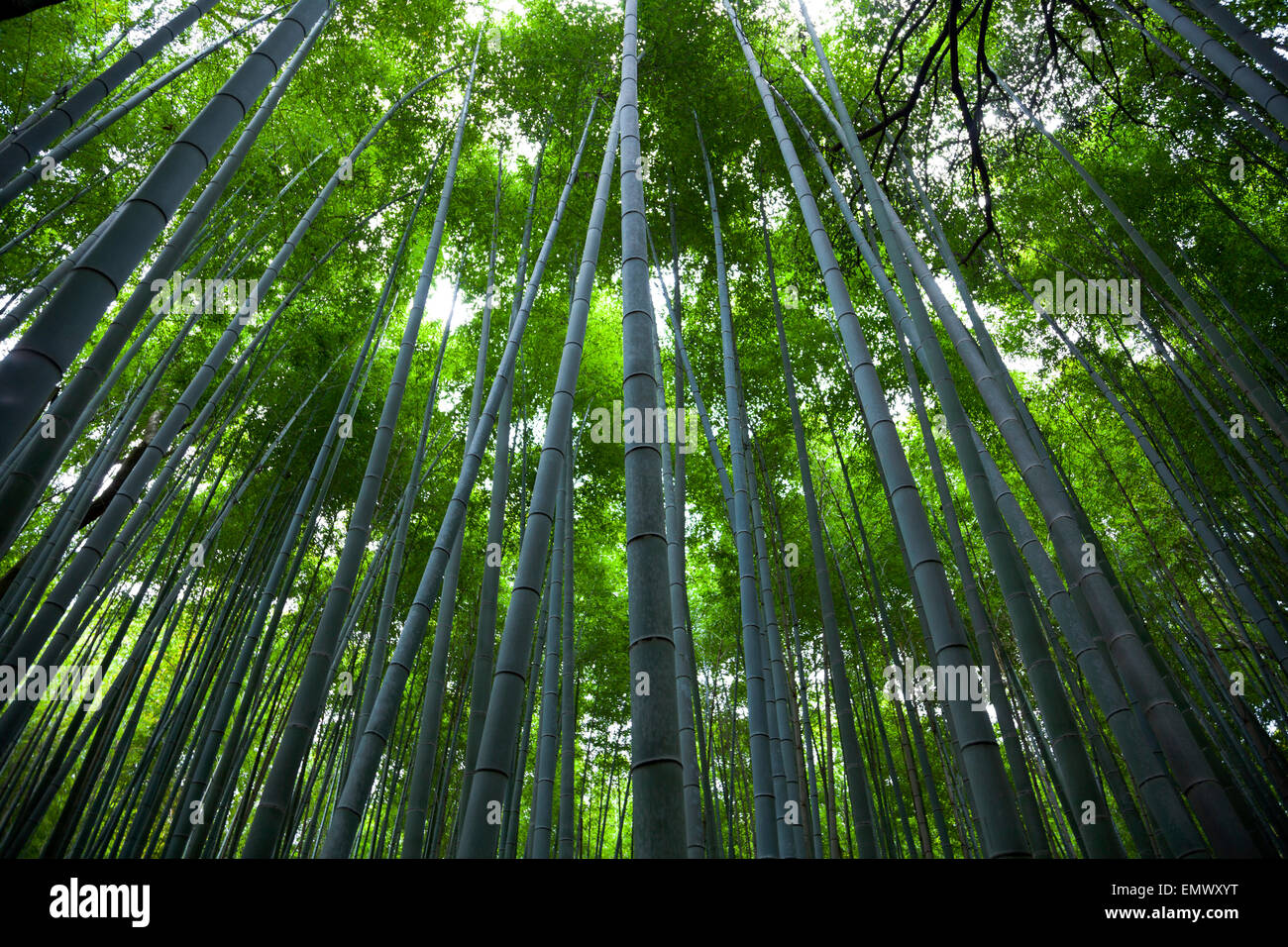 Foresta di Bamboo, in Arashiyama, Kyoto, Giappone Foto Stock