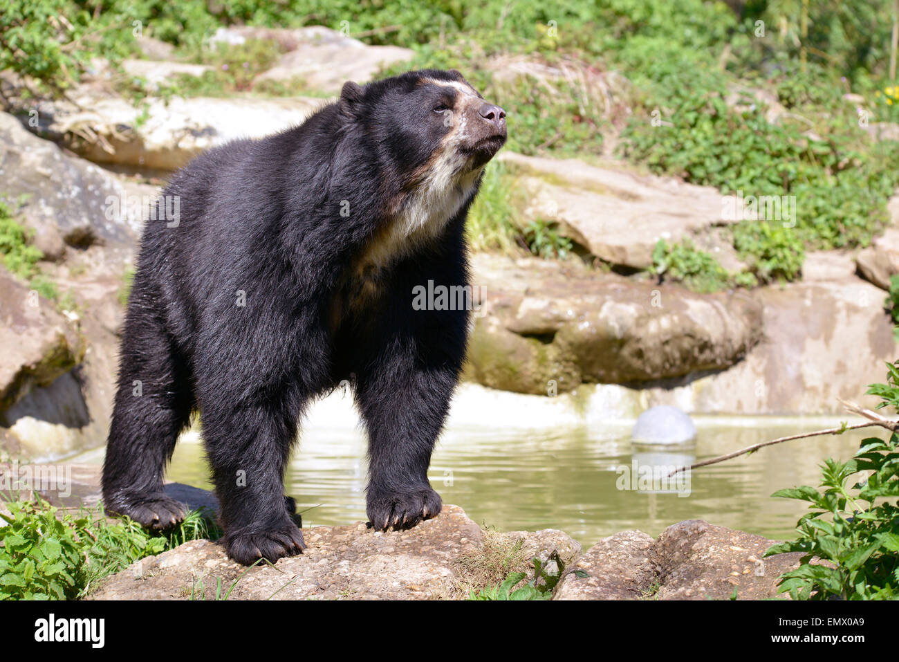 Orso andino (Tremarctos ornatus) in piedi vicino al laghetto, noto anche come l'orso spectacled Foto Stock