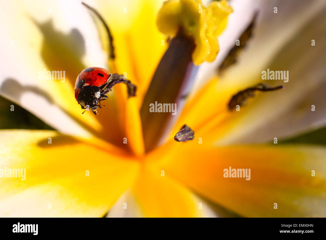 Leeds, Regno Unito. 23 apr, 2015. Con una bella calda giornata di primavera per concludersi questa coccinella è stato avvistato su un open tulip flower completando i tulipani colori ricchi adottate il 23 aprile 2014 a Leeds, West Yorkshire. Credito: Andrew Gardner/Alamy Live News Foto Stock