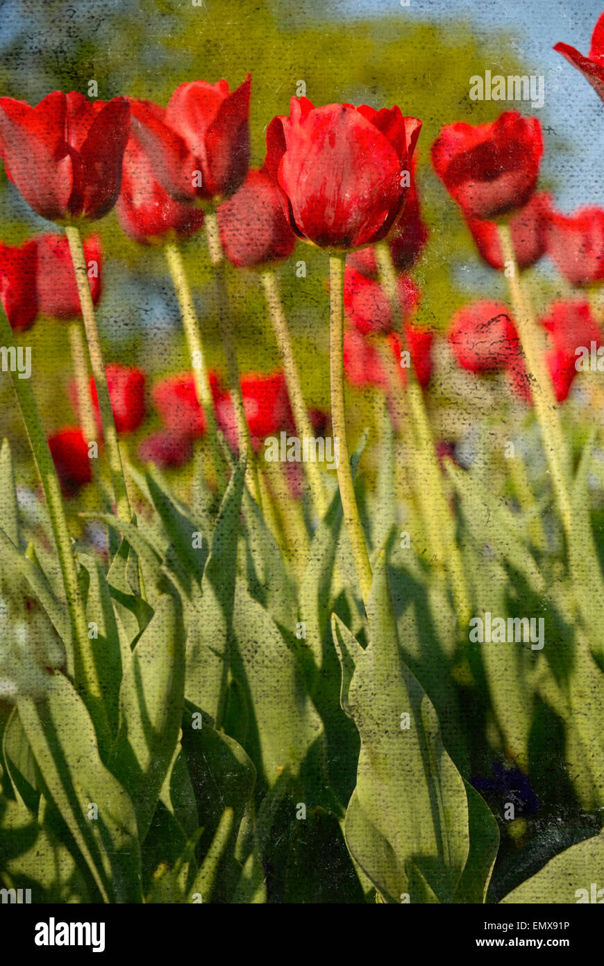 Tulipani rossi con addolorato, grungy texture overlay, che aggiunge invecchiato o effetto spiovente alla foto. Foto Stock