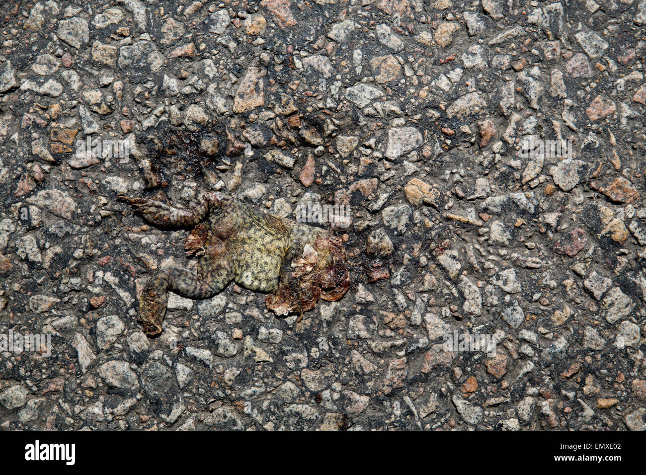 Schiaccia il rospo morto; Bufo bufo Cornwall, Regno Unito Foto Stock