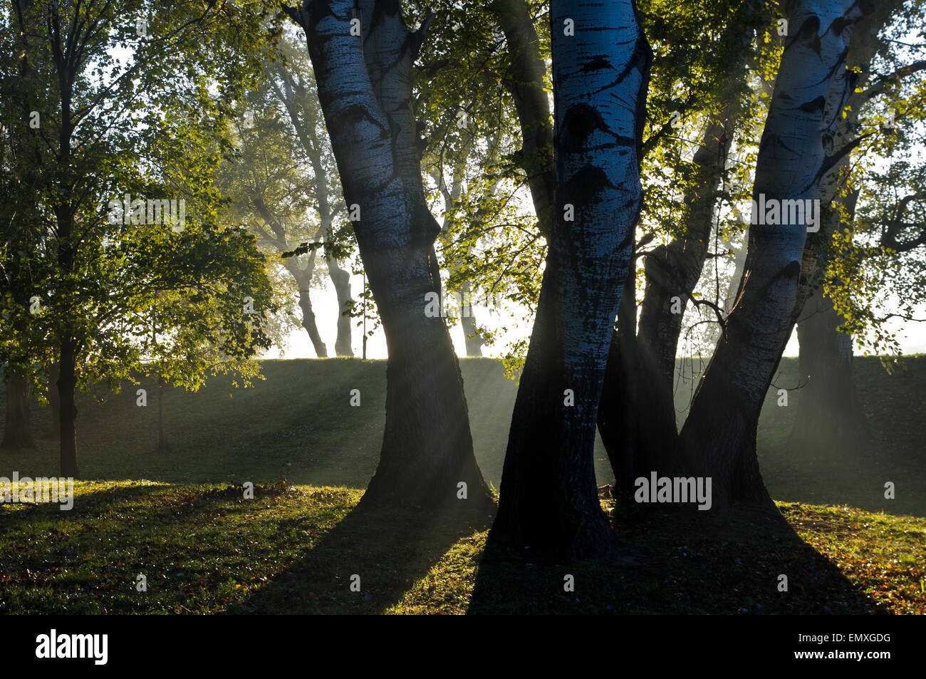 Primo sunray su alberi attraverso la nebbia di mattina Foto Stock