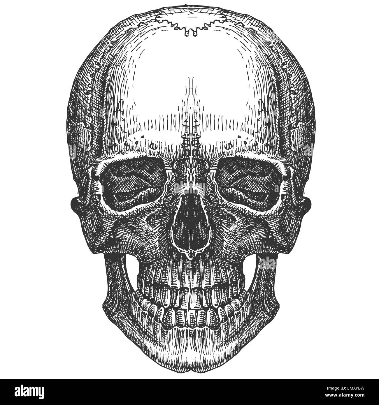 Cranio su uno sfondo bianco. schizzo Foto Stock