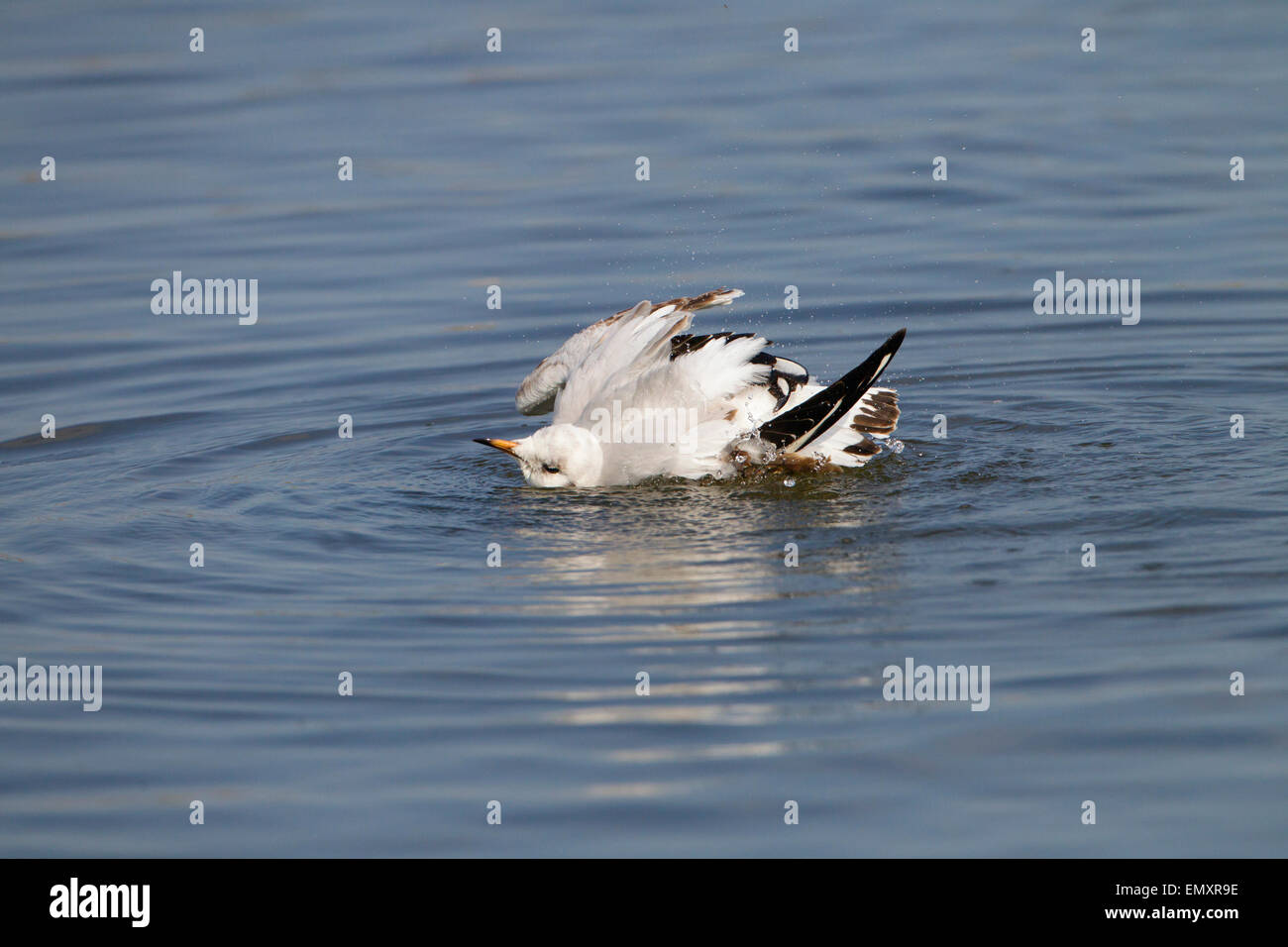 Testa nera Gull Larus ridibundus la balneazione nelle zone costiere creek molla Foto Stock