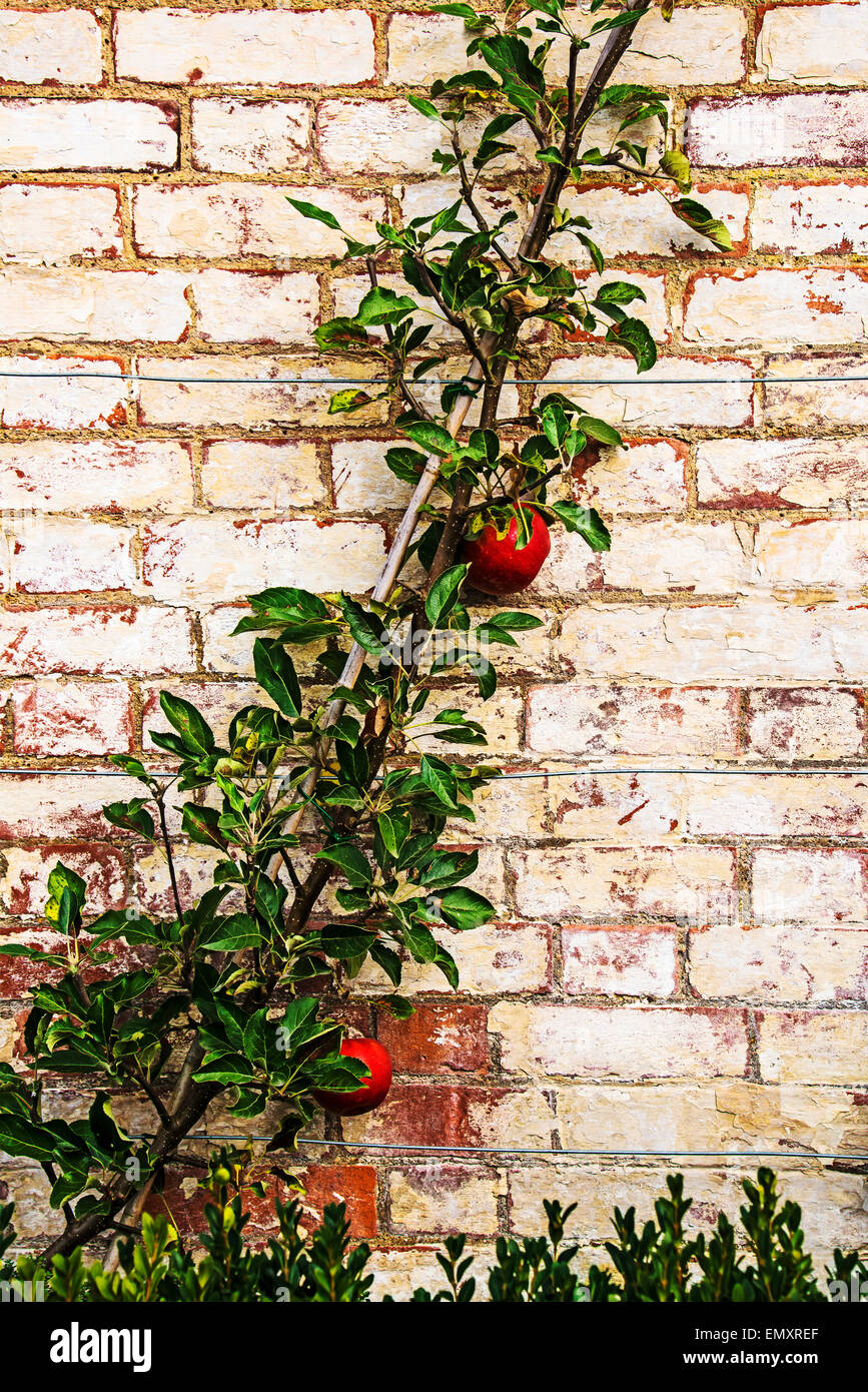 Frutta a spalliera su un vecchio muro di mattoni; Spalierobst un einer alten Mauer Foto Stock