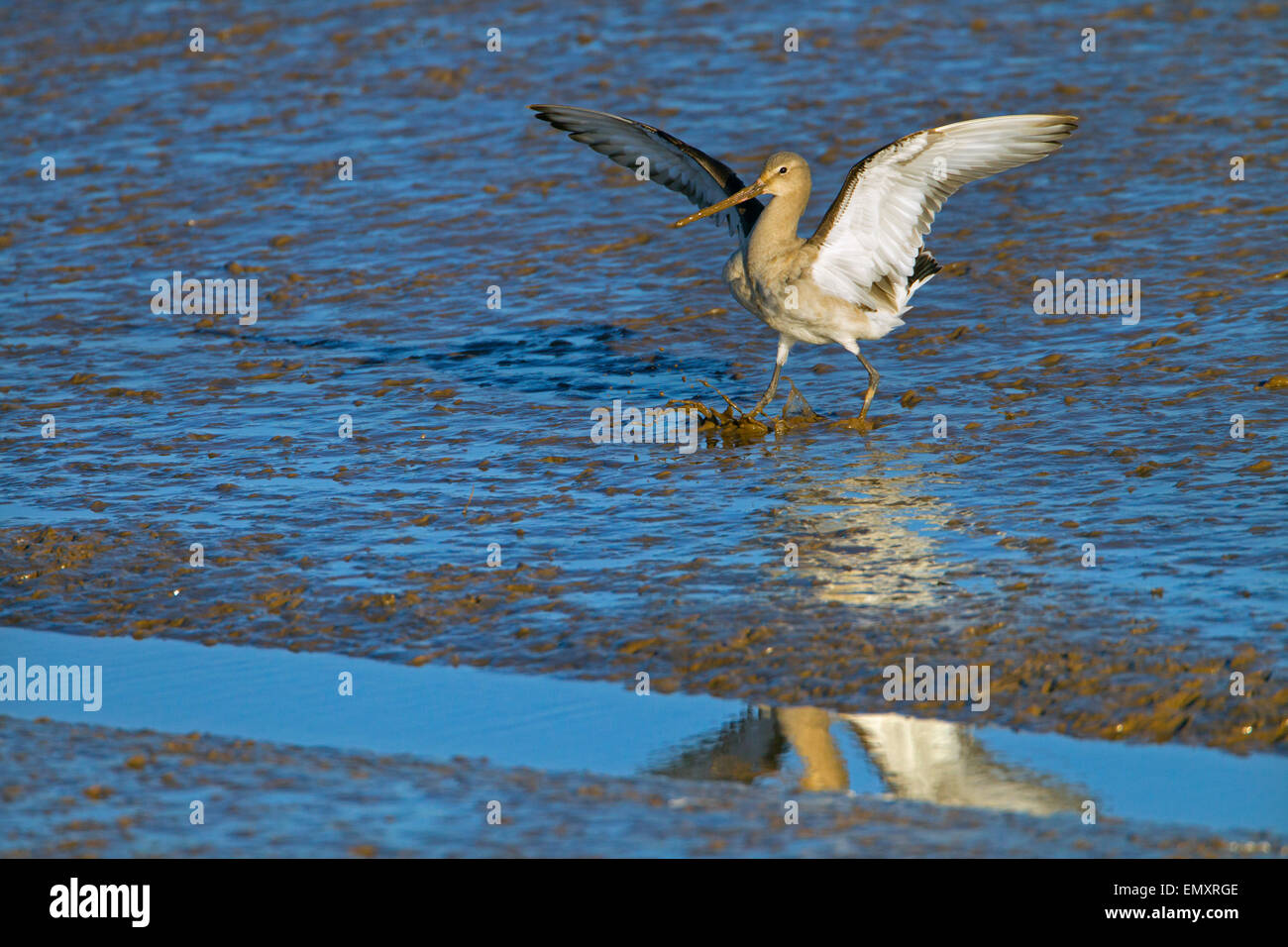 Nero-tailed Godwit Limosa limosa chiamando inverno Foto Stock