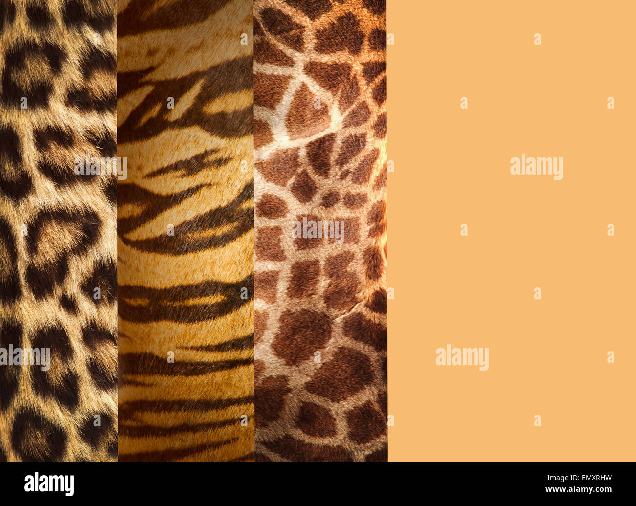Texture di pelli di animali ,leopard,tiger e giraffe Foto Stock
