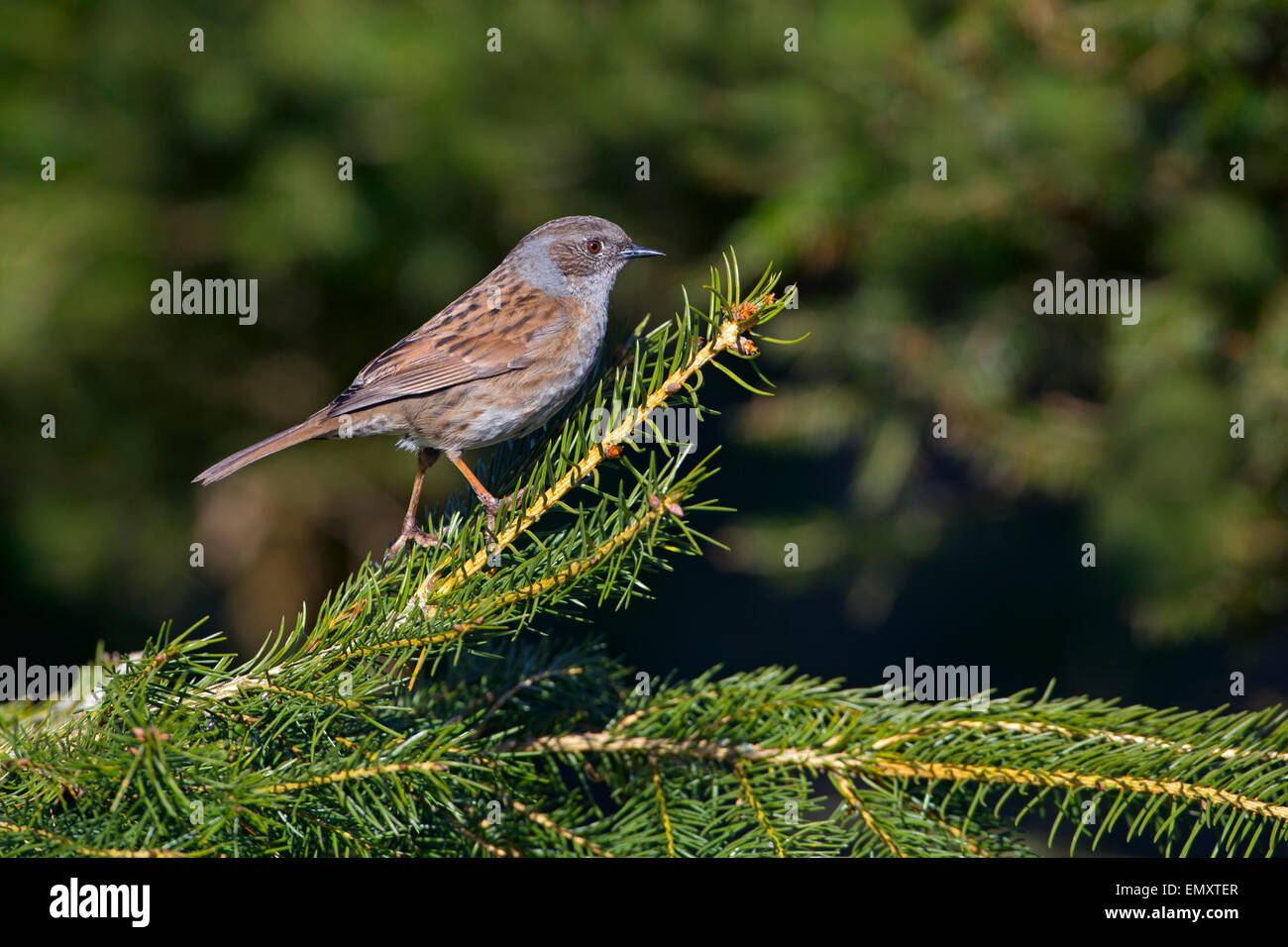 Hedge Sparrow Prunella modularis su conifera in inverno Foto Stock