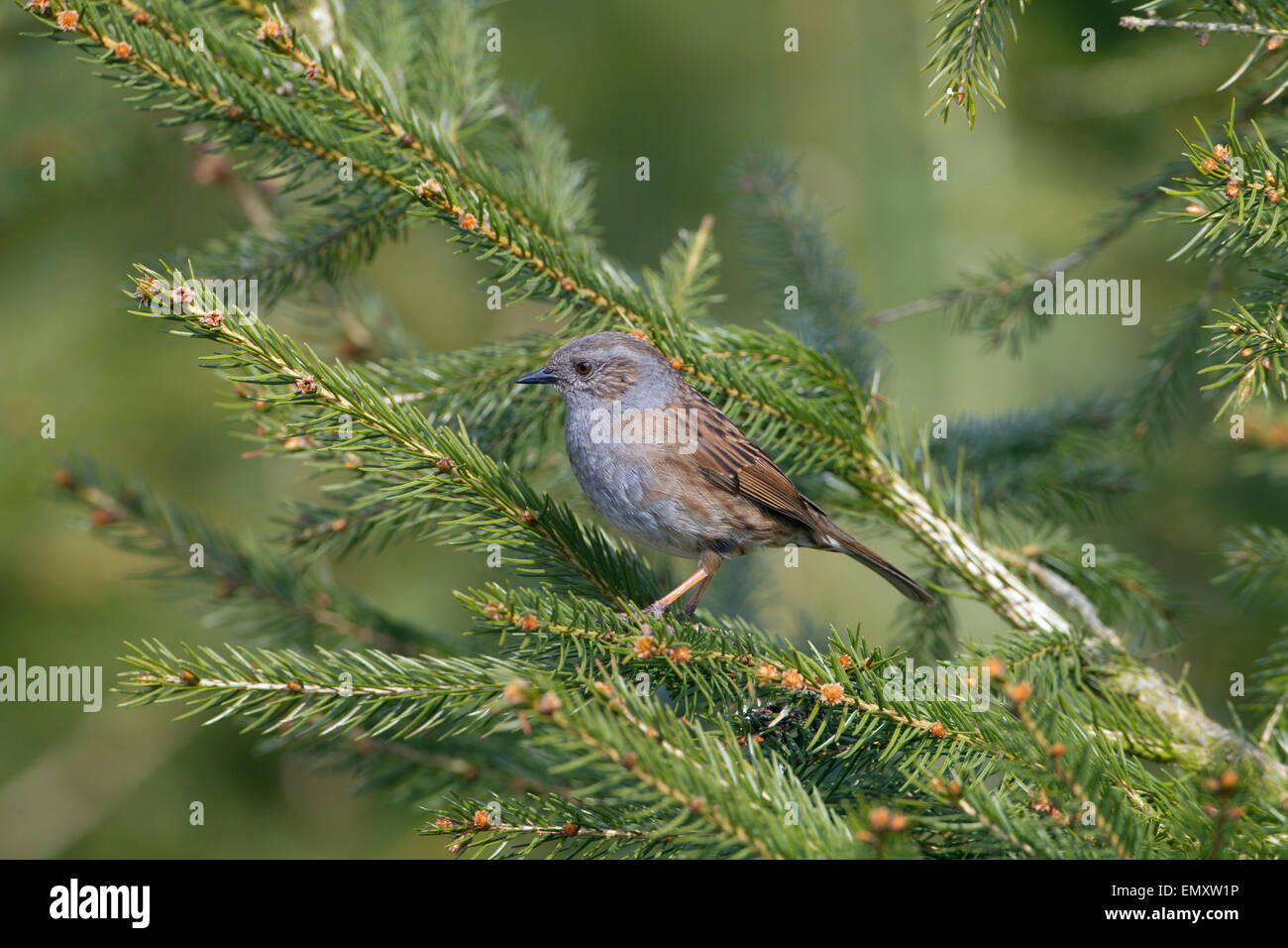 Hedge Sparrow Prunella modularis su conifera in primavera Foto Stock