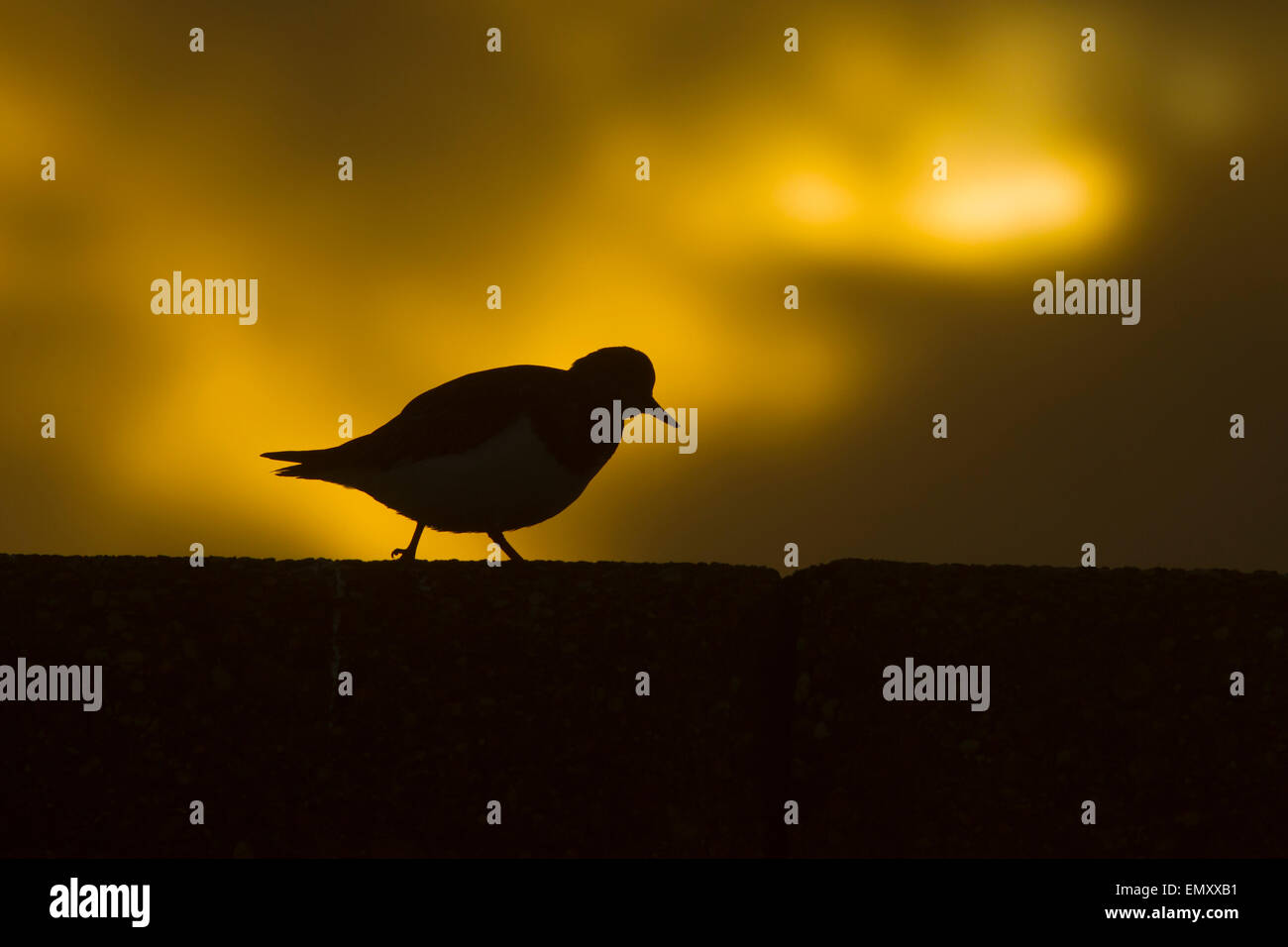 Turnstone Arenaria interpres poggiante sulla struttura di frangionde con alta marea Foto Stock