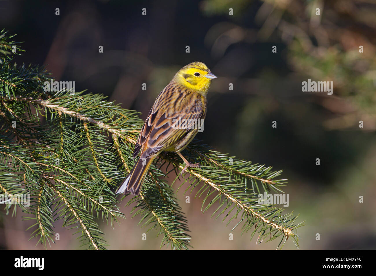 Zigolo giallo Emberiza citinella arroccato su di conifera inverno mattina Foto Stock