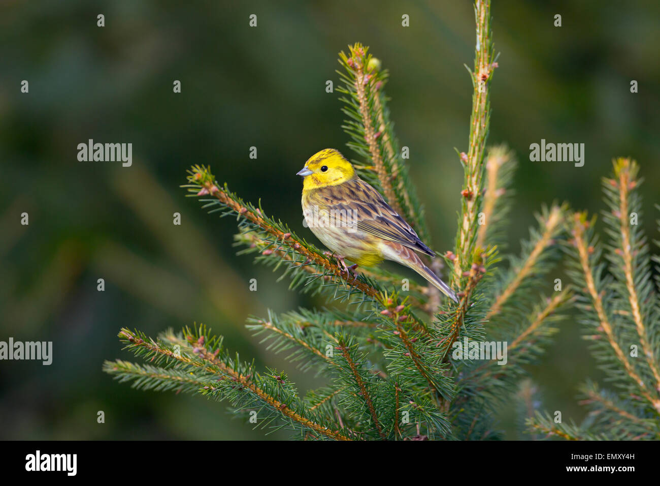 Zigolo giallo Emberiza citinella arroccato su di conifera inverno mattina Foto Stock