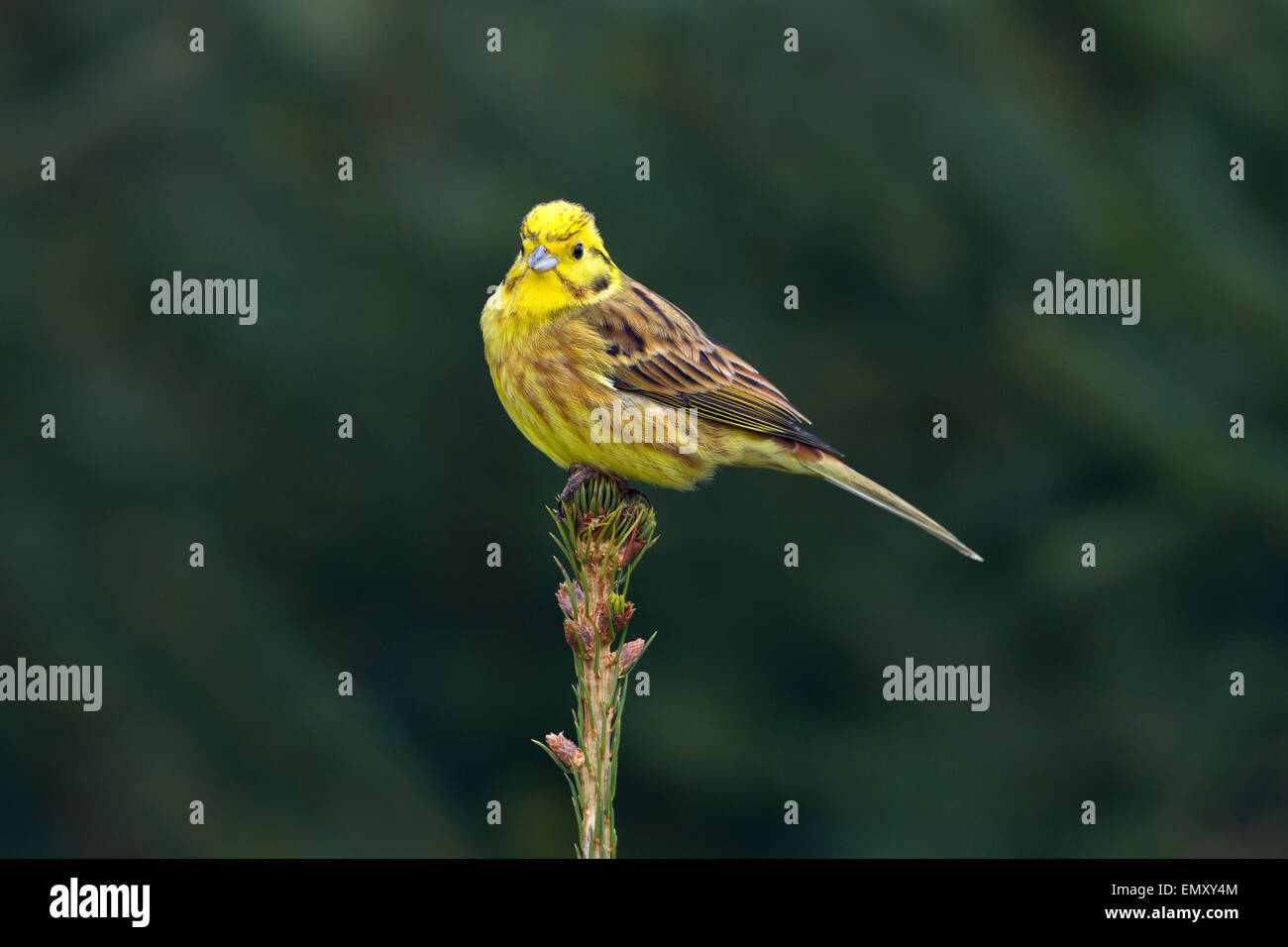 Zigolo giallo Emberiza citinella arroccato su di conifera inverno mattina Foto Stock