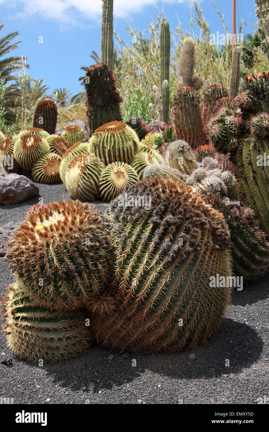 Golden Barrel cactus, Echinocactus Grusonii, Cactaceae. Oasis Park, La Lajita, Fuerteventura, Isole Canarie, Spagna. Foto Stock
