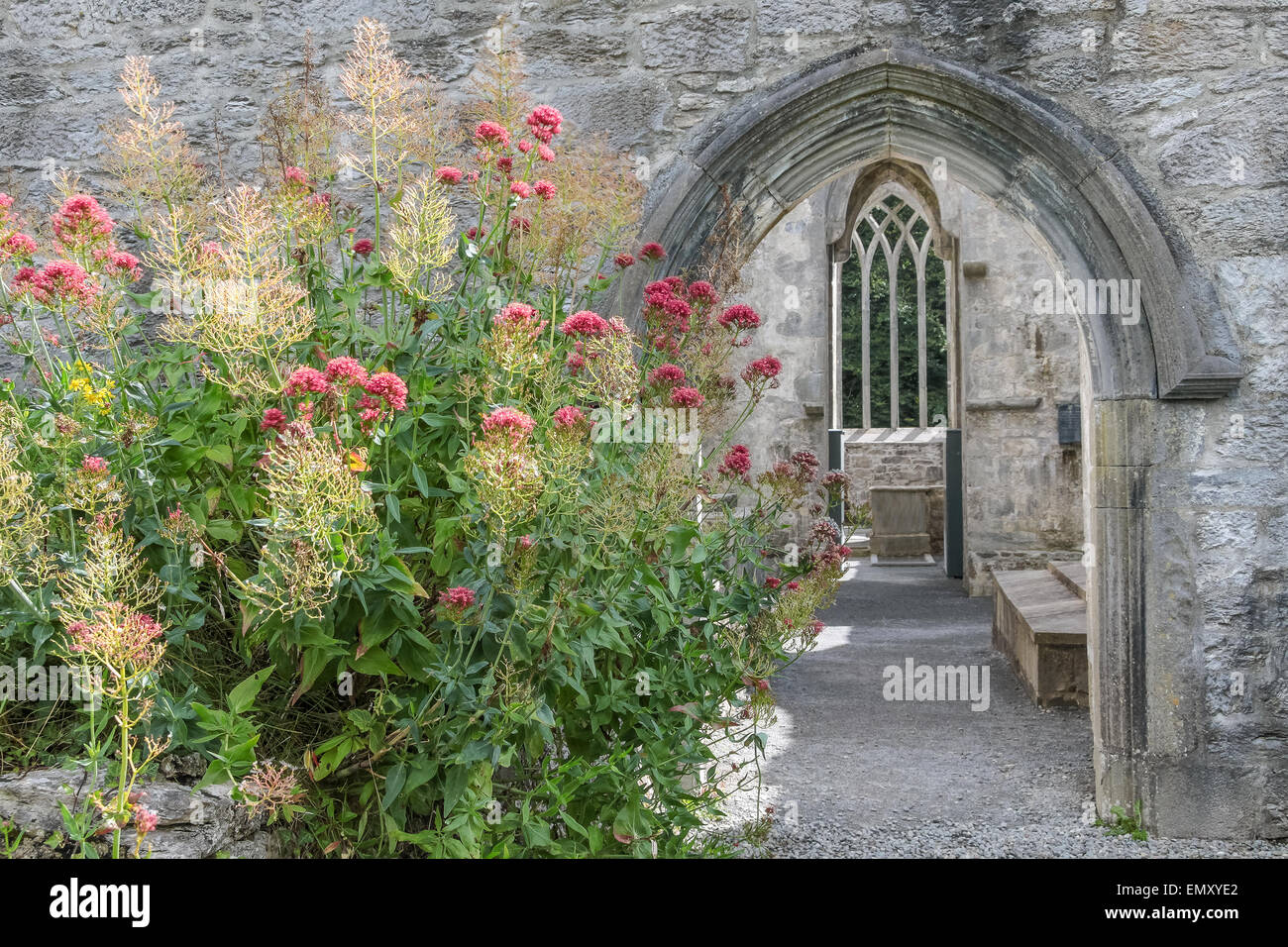 Rovine di Muckross Abbey, nella contea di Kerry, Irlanda Foto Stock