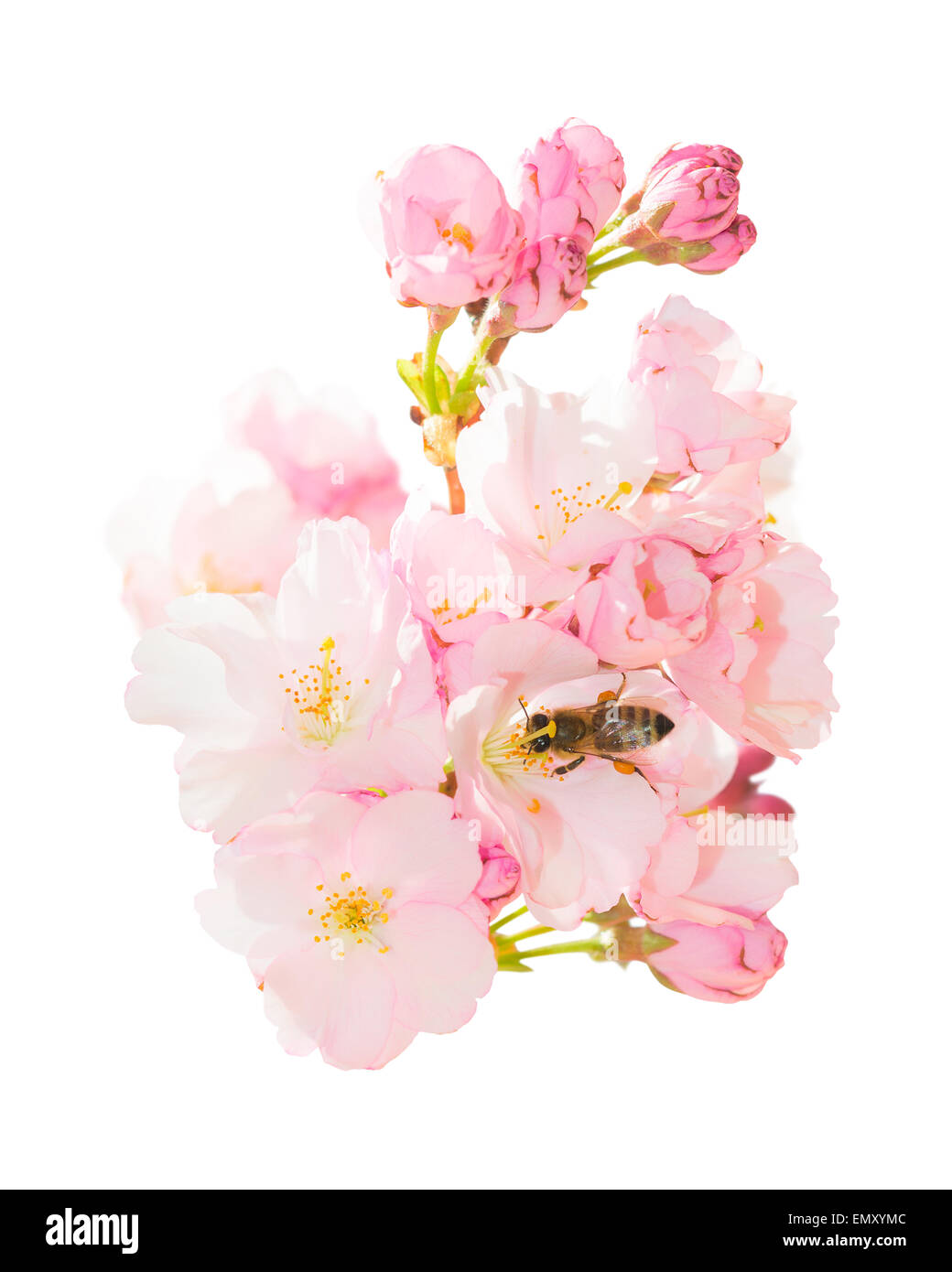 Isolato su bianco mazzetto di primavera sbocciano i fiori fiori di colore rosa con honeybee impollinatori fioritura primaverile di frutta Orchard Garden Foto Stock