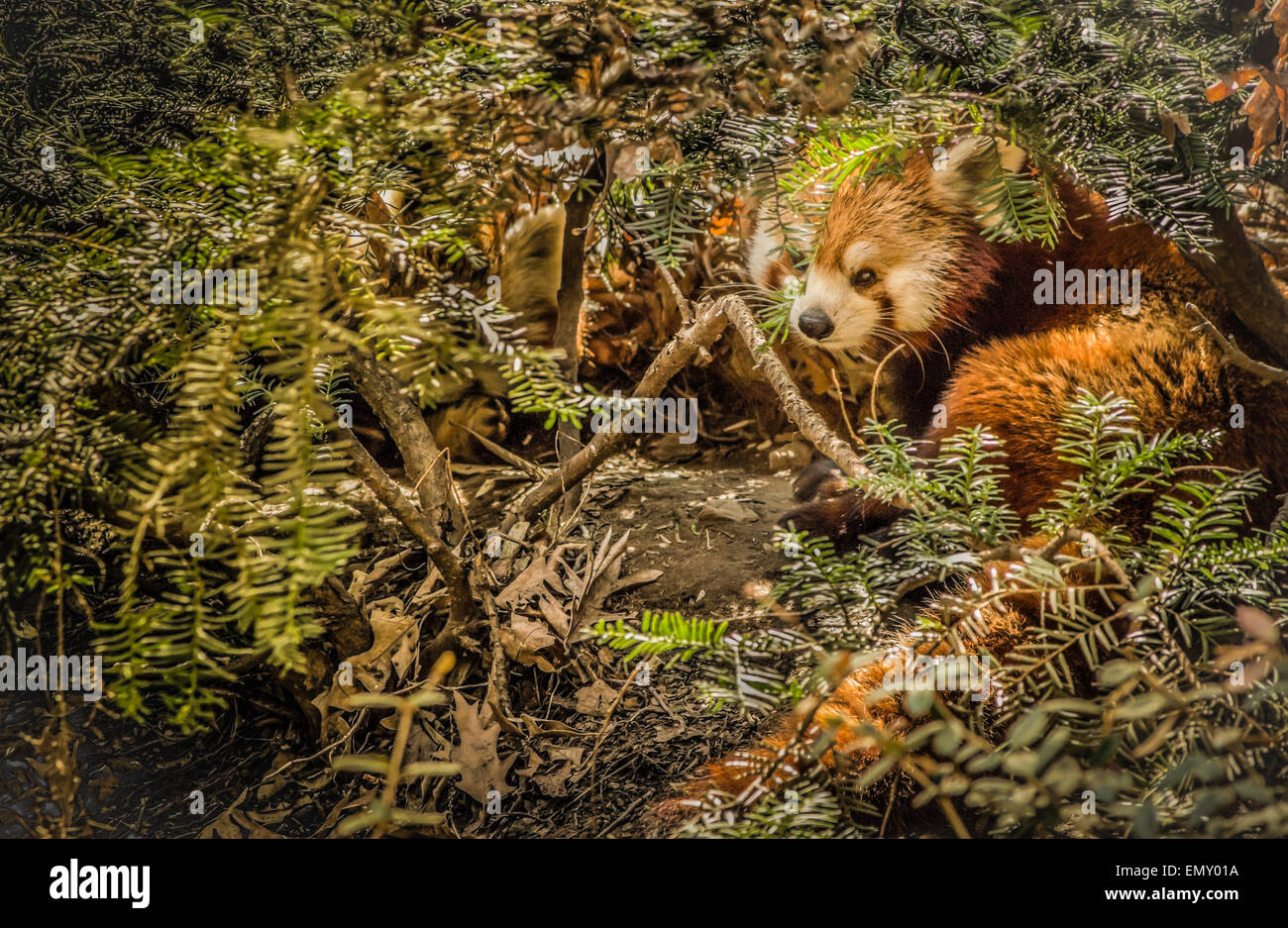 Panda rosso nascosti nel fogliame Foto Stock